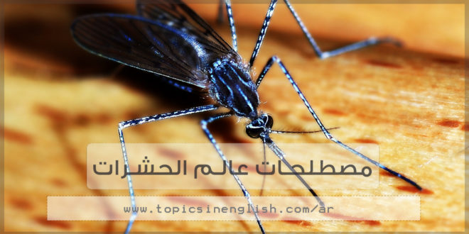 مصطلحات عالم الحشرات
