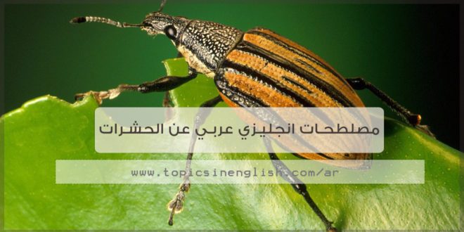مصطلحات انجليزي عربي عن الحشرات