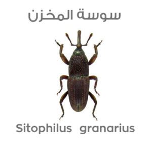سوسة الحبوب (سوسة المخزن ) Sitophilus granarius