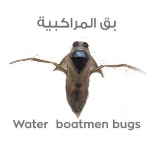 بق المراكبية Water boatmen bugs