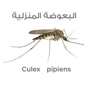 البعوضة المنزلية Culex pipiens