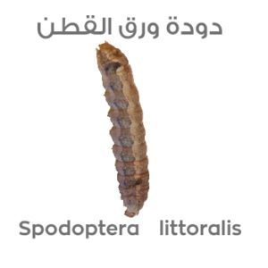 دودة ورق القطن Spodoptera littoralis