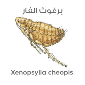 برغوث الفار Xenopsylla cheopis