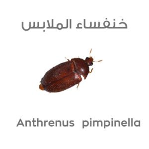 خنفساء الملابس (العثة ) Anthrenus pimpinella