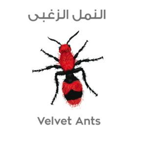 النمل الزغبى Velvet Ants