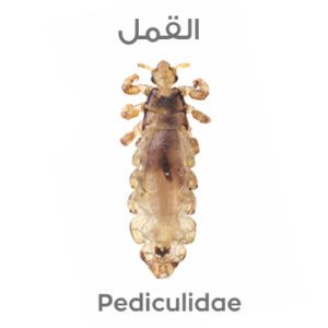 القمل Pediculidae