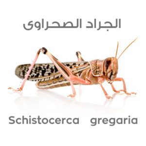 الجراد الصحراوى Schistocerca gregaria