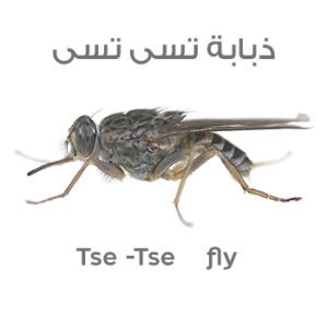 ذبابة تسى تسى (ذبابة النوم ) Tse -Tse fly