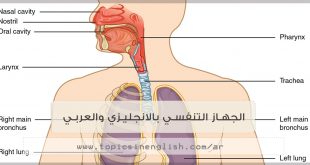 الجهاز التنفسي بالانجليزي والعربي
