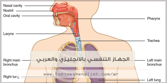 الجهاز التنفسي بالانجليزي والعربي مواضيع باللغة الانجليزية