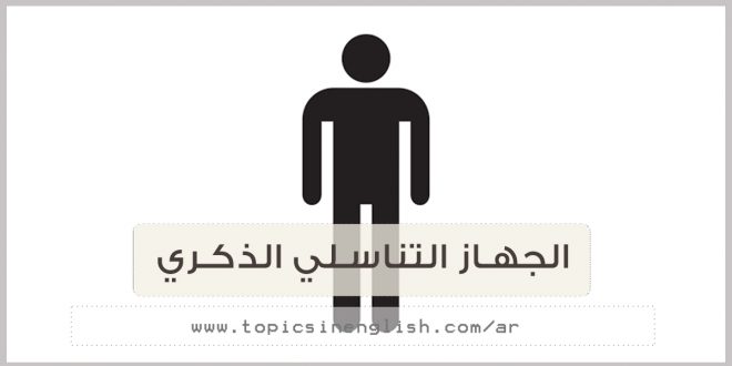 الجهاز التناسلي الذكري عربي انجليزي