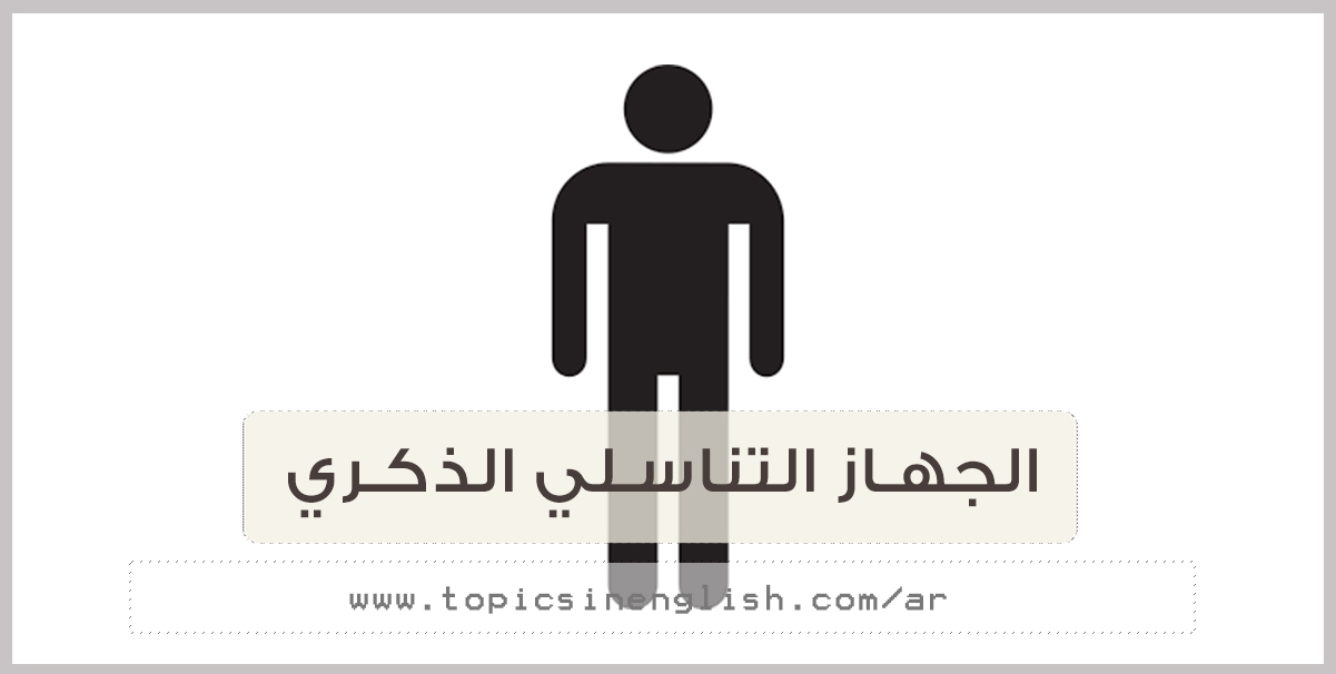 الجهاز التناسلي الذكري عربي انجليزي مواضيع باللغة الانجليزية