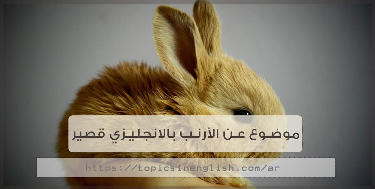 موضوع عن الأرنب بالانجليزي قصير | مواضيع باللغة الانجليزية