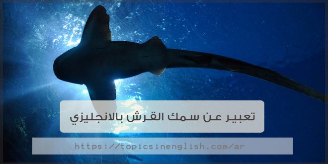 تعبير عن سمك القرش بالانجليزي