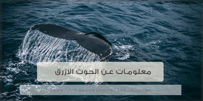 معلومات عن الحوت الازرق بالانجليزي