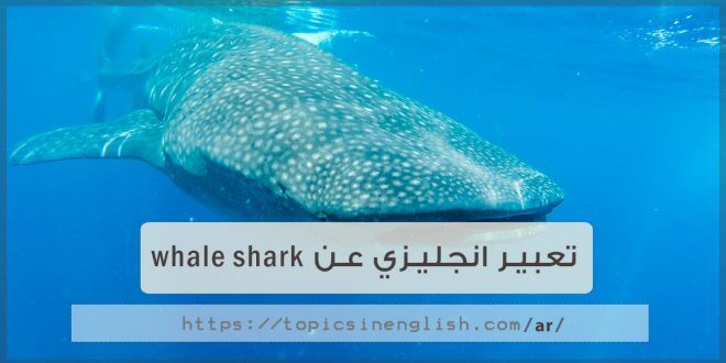 تعبير انجليزي عن whale shark