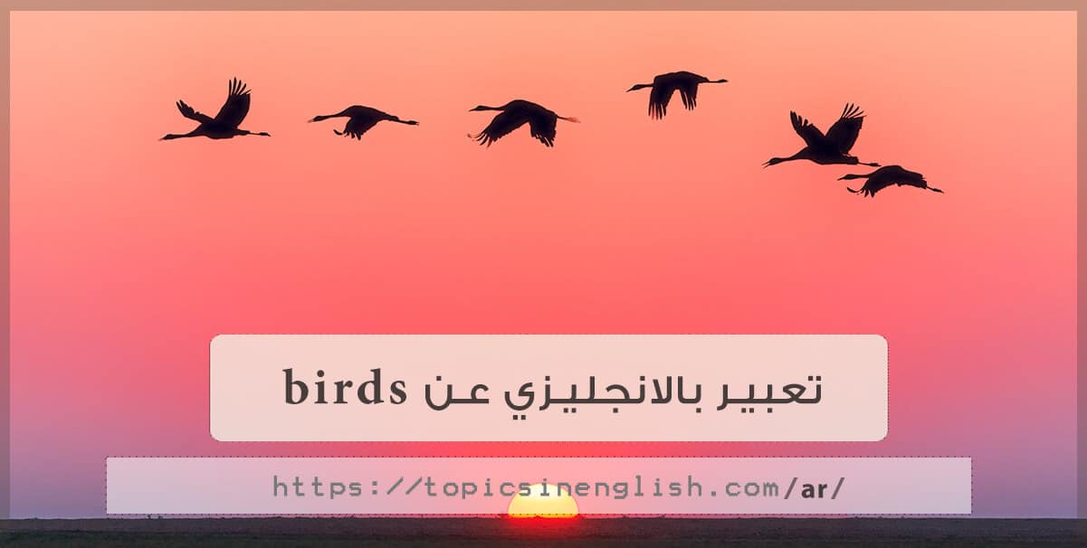 تعبير بالانجليزي عن Birds مواضيع باللغة الانجليزية
