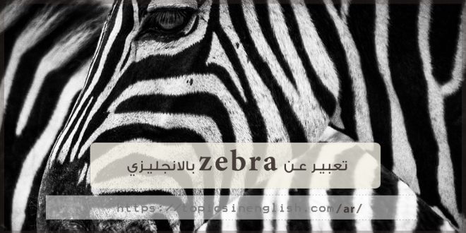تعبير عن zebra بالانجليزي