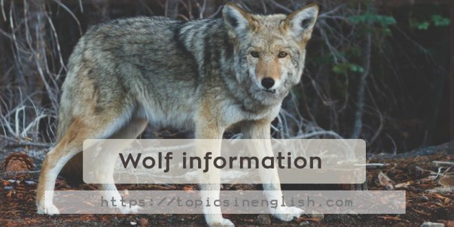 Wolf information