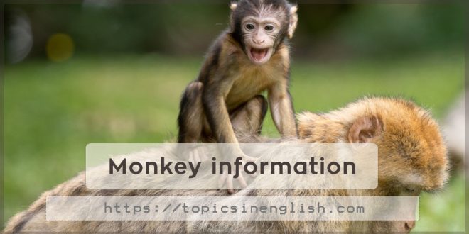Monkey information