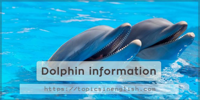 Dolphin information