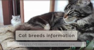 Cat breeds information