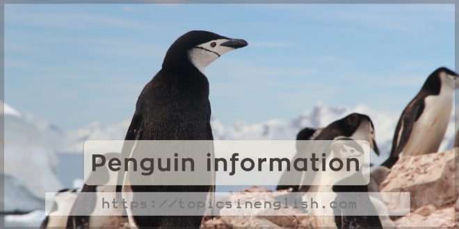 Penguin information
