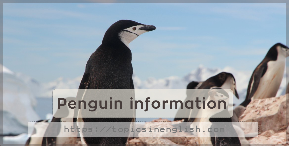 short note on penguin bird