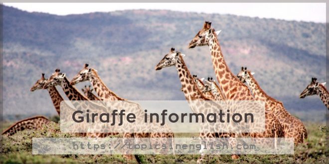 Giraffe information