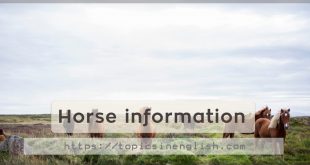 Horse information