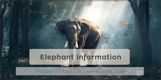 Elephant information