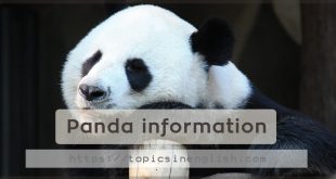 Panda information