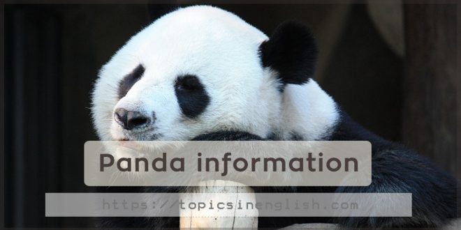 Panda information