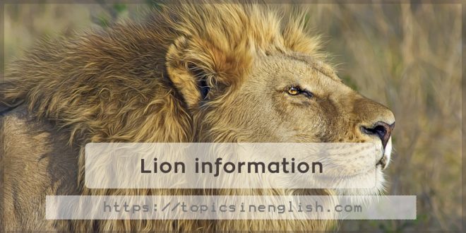 Lion information