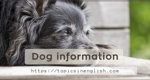 Dog information