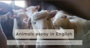 Animals essay in English
