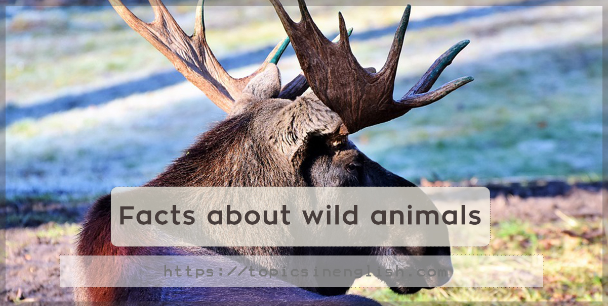 Facts about wild animals | Topics in English