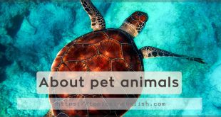 About pet animals