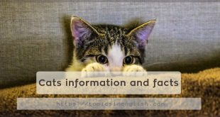 Cats information and facts