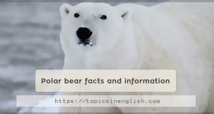 Polar bear facts and information