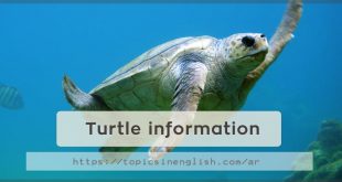 Turtle information