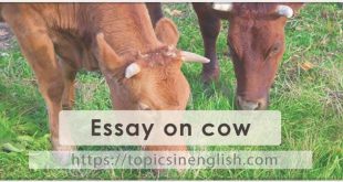 Essay on cow