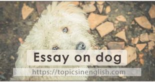 Essay on dog
