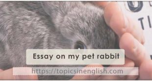 Essay on my pet rabbit