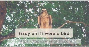 Essay on if I were a bird