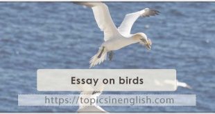 Essay on birds